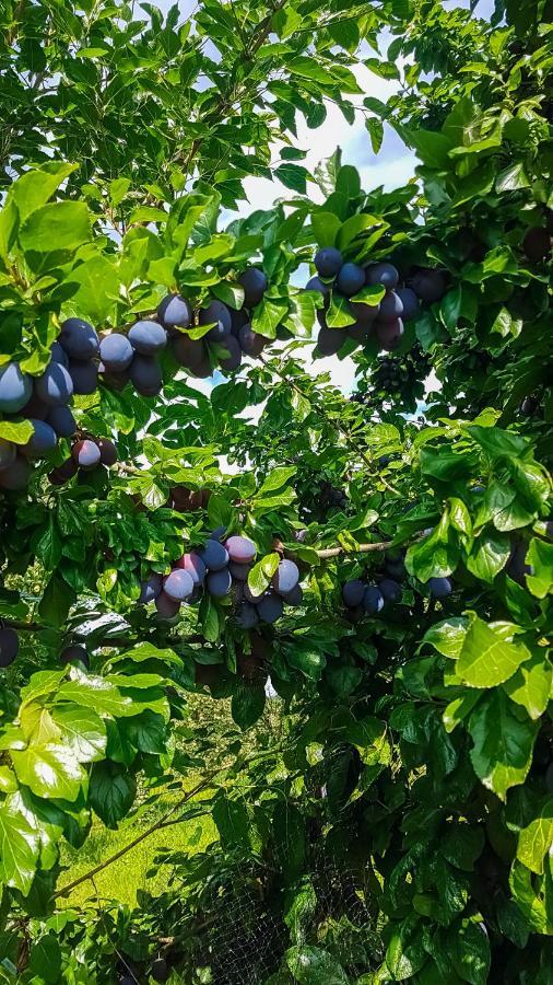 Апартаменти Ferien Unnern Appelboom Gross Kordshagen Екстер'єр фото
